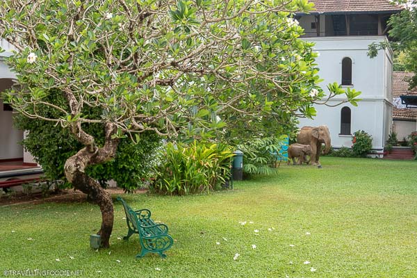 Courtyard Tree with Bench at Brunton Boatyard in Cochin