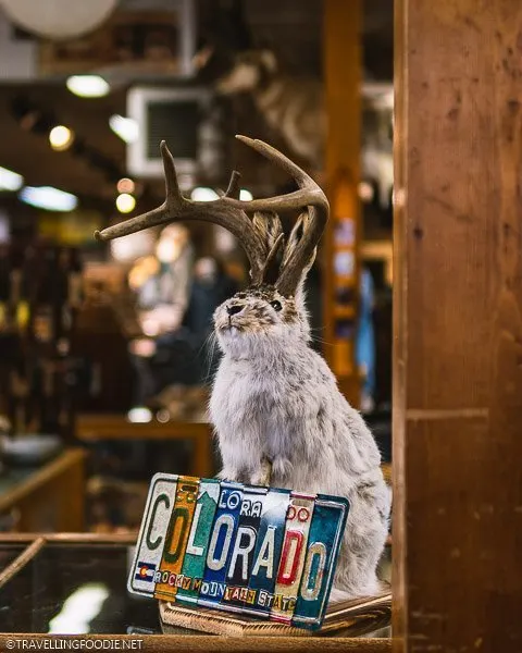 Jackalope Taxidermy at FM Light and Sons in Steamboat Springs