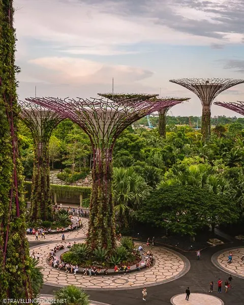 Supertree Grove at Gardens by the Bay in Singapore