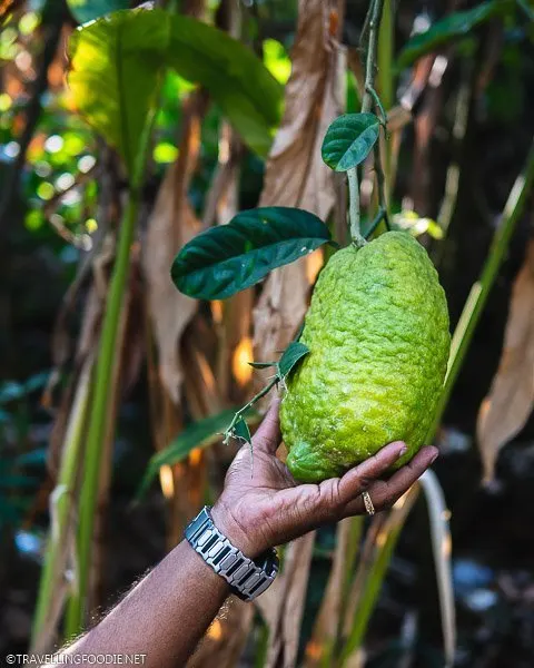 Indian Lemon on Tree at Green Land Spice Garden in Thekkady, Kerala