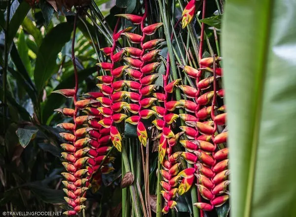Heliconia Flowers at Green Land Spice Garden in Thekkady