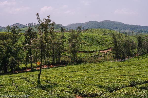 Tea Plantations in Pambanar, India