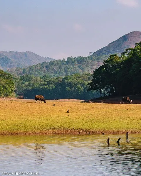 Cows eating grass on Periyar Wildlife Sanctuary in Thekkady