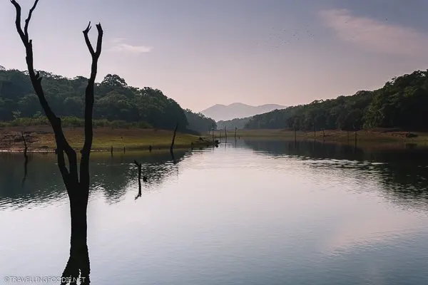 Silhouettes of Tree Trunks on Periyar National Park Lake