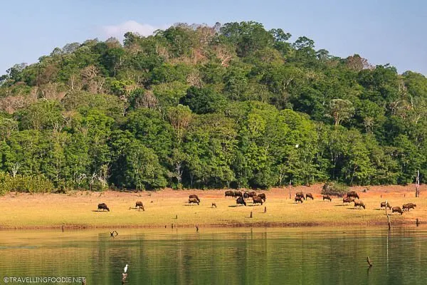 Cows on Periyar Wildlife Sanctuary and National Park in Kumily, Kerala