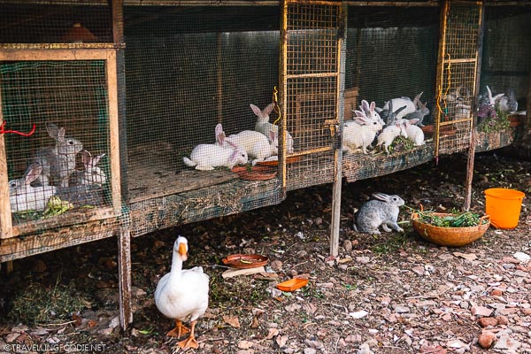 Caged Rabbits at Spice Village Resort Thekkady