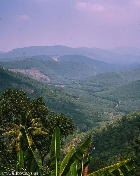 View from Parunthumpara Hill in Pambanar, Kerala, India