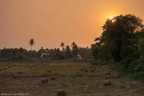 Sunset on Farm in Alleppey