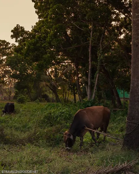 Cow eating grass in Alleppey, India