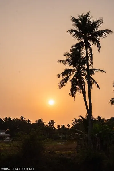 Sunset over Coconut Trees in Alleppey