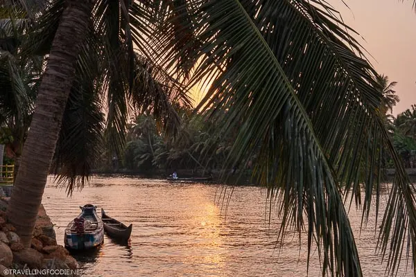 Coconut Tree framing Row Boat on Sunset in Alleppey