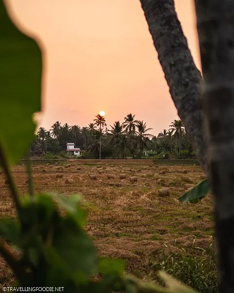 Framing the sunset with trees in Alleppey