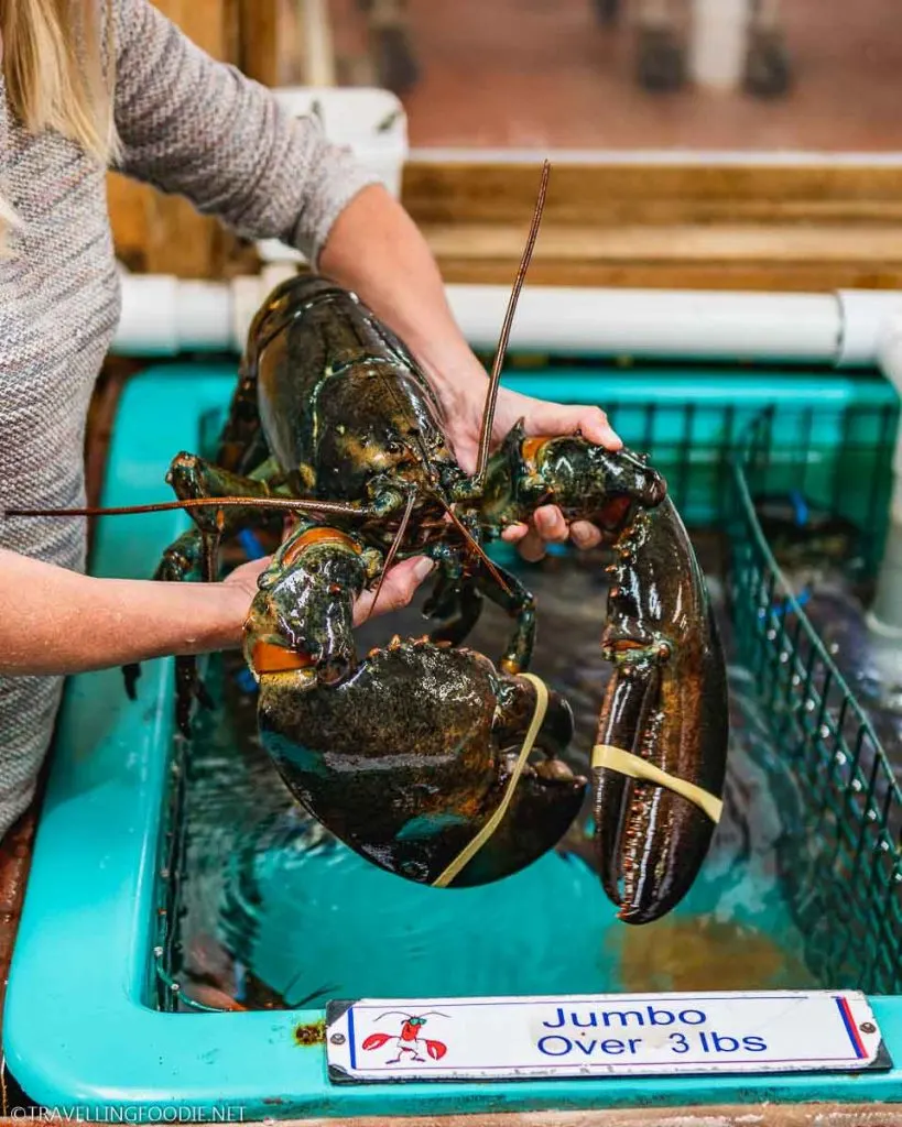 Lady holding 13 pound massive lobster at Halls Harbour Lobster Pound in Nova Scotia