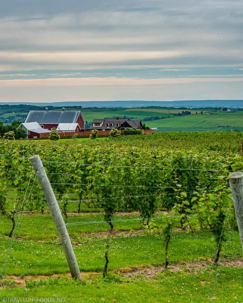 The Vineyards at Luckett Vineyards in Wolfville, Nova Scotia