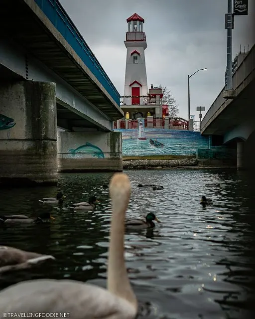Duck looking at Lighthouse at v in Mississauga, Ontario