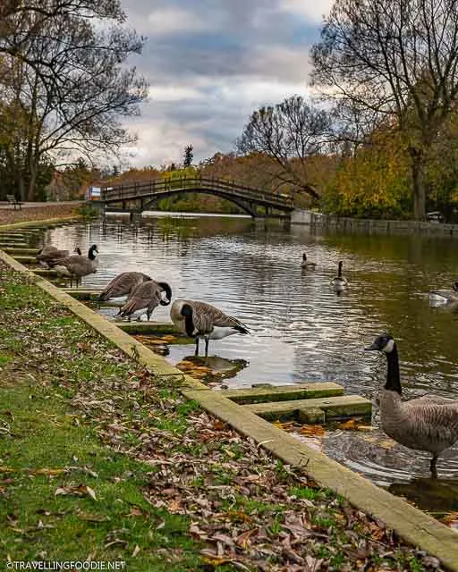Ducks on Avon River in Stratford, Ontario