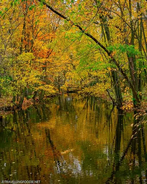 Fall foliage reflections at TJ Dolan Natural Area in Stratford, Ontario