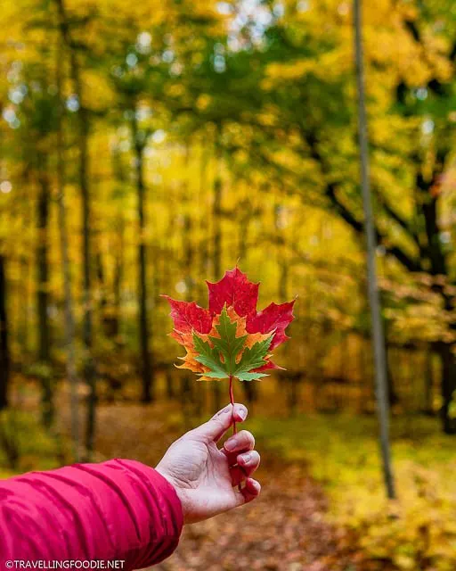 Holding red, orange and green leaves at TJ Dolan Natural Area in Stratford, Ontario