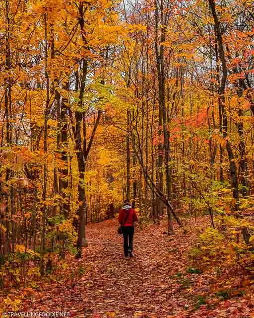 Lady with red jacket standing with fall foliage at TJ Dolan Natural Area in Stratford, Ontario