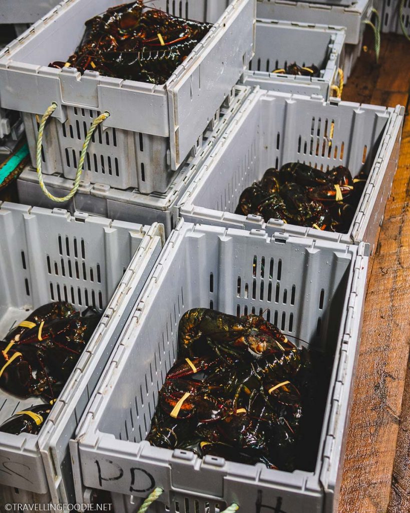 Crates of Nova Scotia Lobster at Ryer's Lobster Pound in Indian Harbour