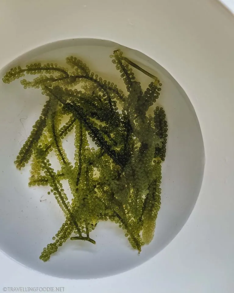 Sea Grapes Seaweed All About Umibudo Green Algae