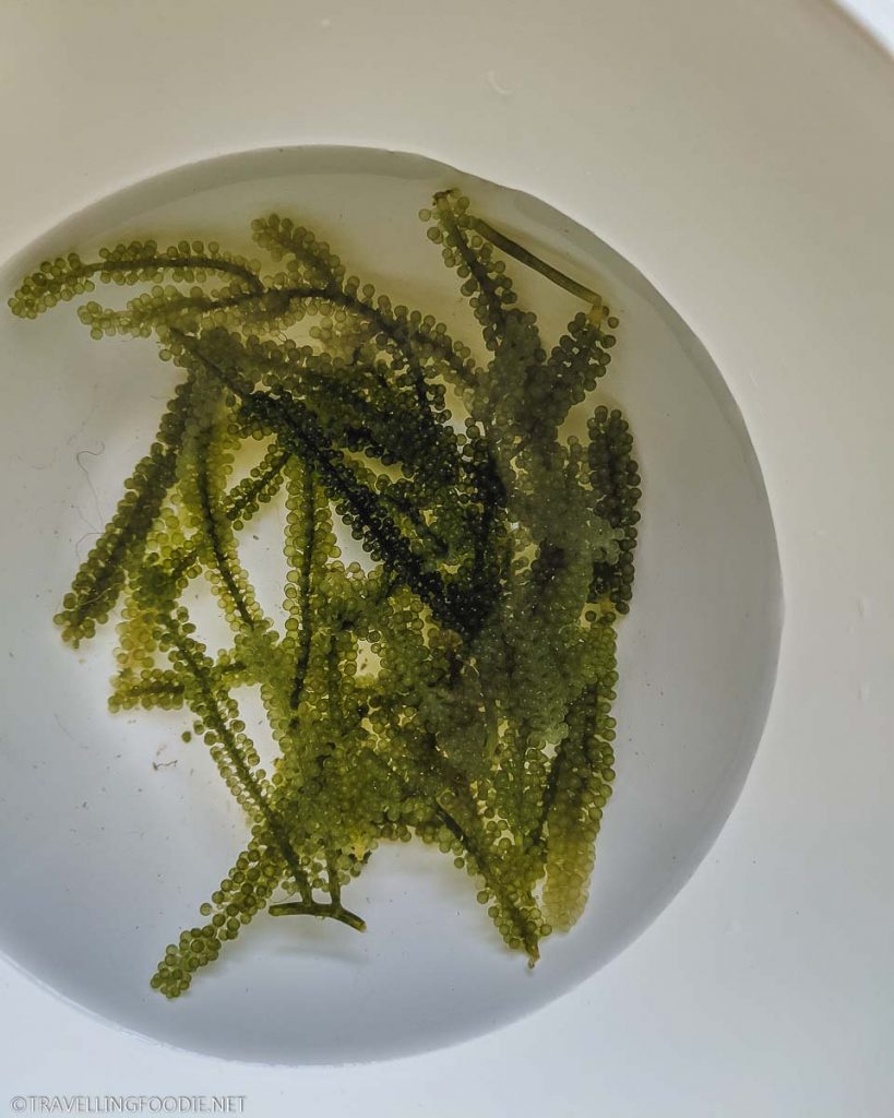 Sea Grapes submerged in cold water
