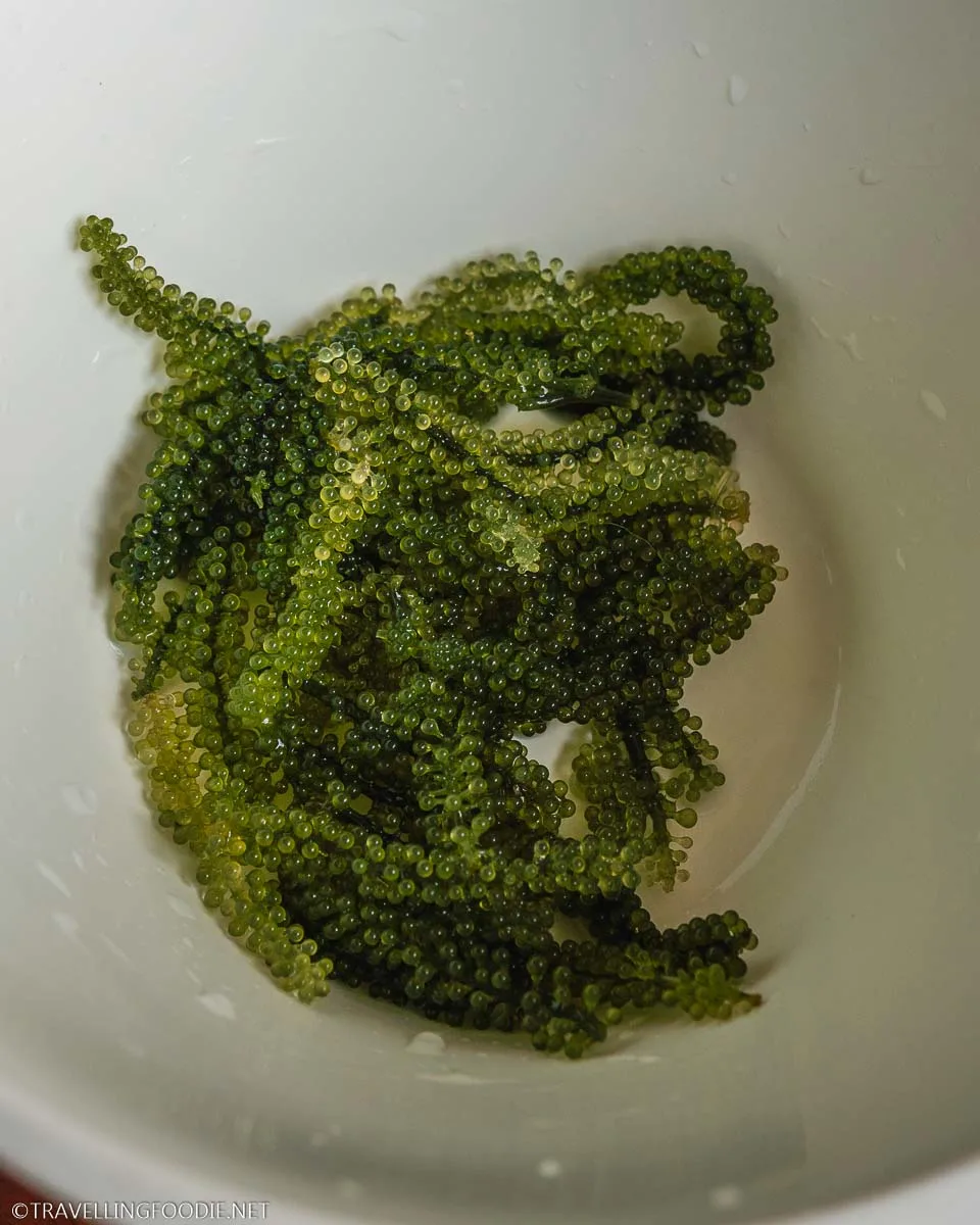 Sea Grapes Seaweed All About Umibudo Green Algae