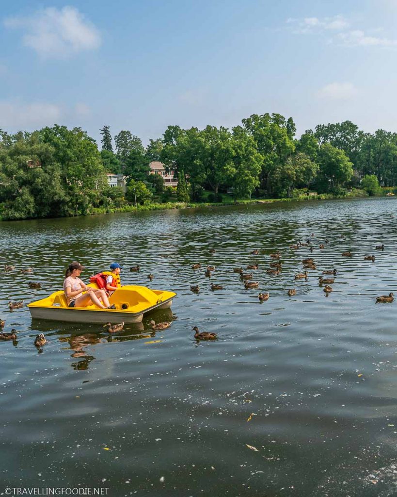 Paddle Boat on Avon River with Ducks in Stratford, Ontario