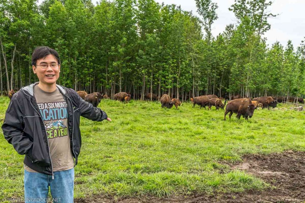 Travelling Foodie Ryamond Cua presenting bisons at Bison du Nord at Temiskaming Shores, Ontario