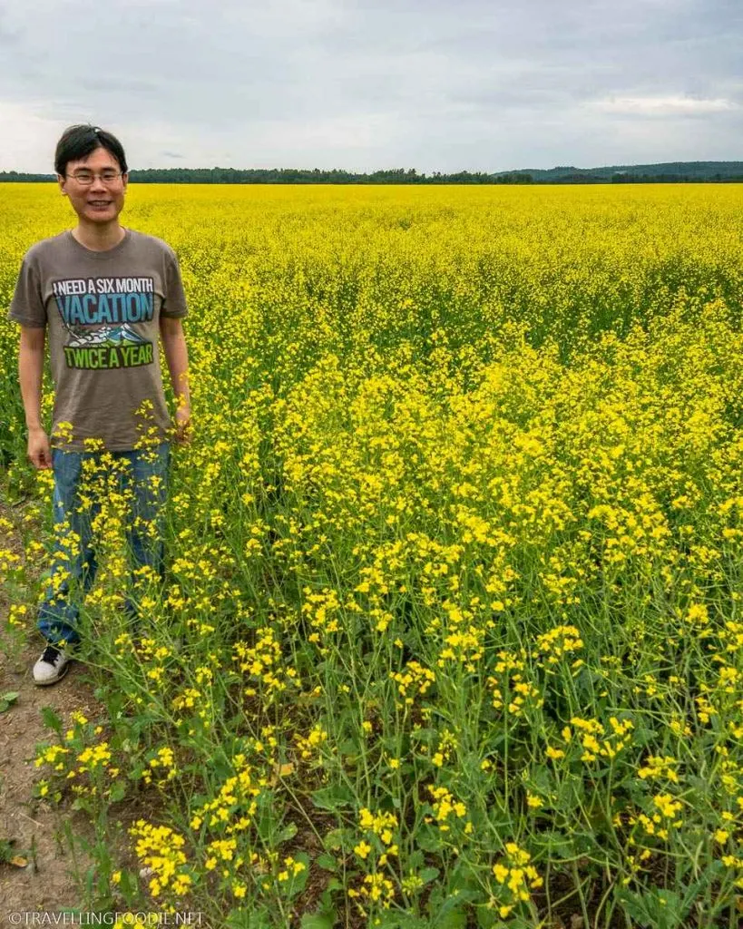 Travelling Foodie Raymond Cua at a Canola Field in Saint-Bruno-de-Guigues, Quebec