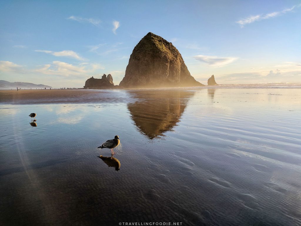 Haystack Rock in Cannon Beach with reflections of birds