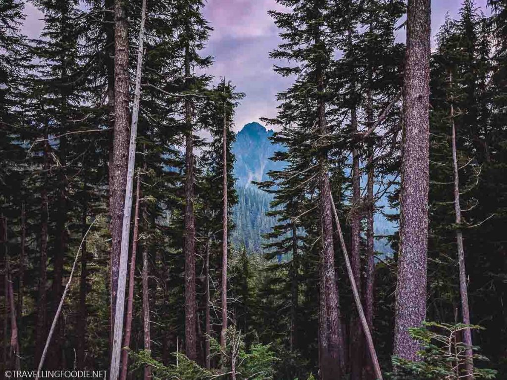 Trees with moody tones at Mount Rainier National Park in Washington, USA