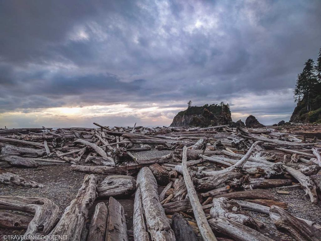 Drift wood at Ruby Beach, Olympic National Park in Washington, USA