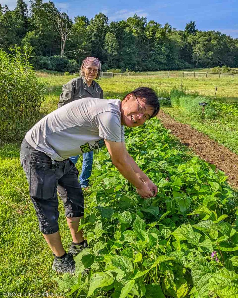 Travelling Foodie Raymond Cua and Chef Brenda Palmer harvesting at RE Farm Cafe in State College, PA