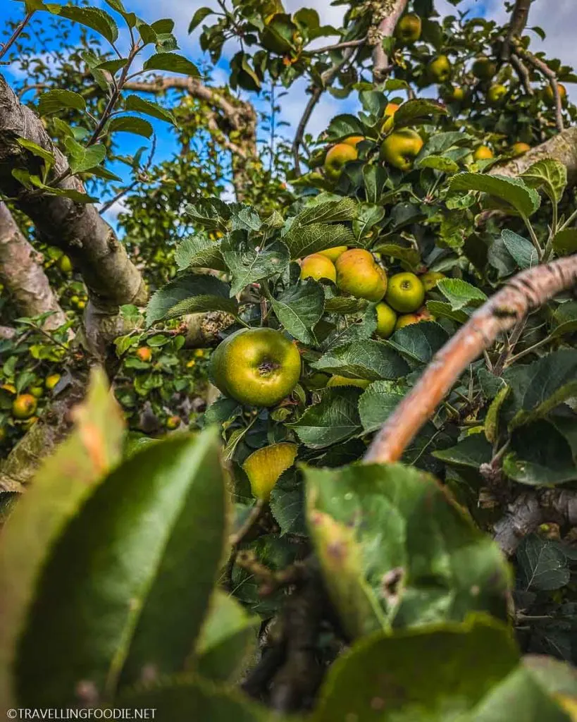 Bramley Apple at Long Meadow Cider Orchard in Portadown