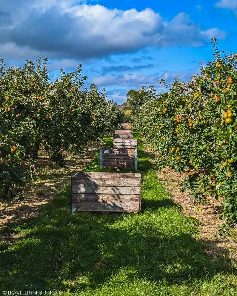 Long Meadow Cider/Orchard Experience in Portadown - Northern Ireland UK Foodie Experiences