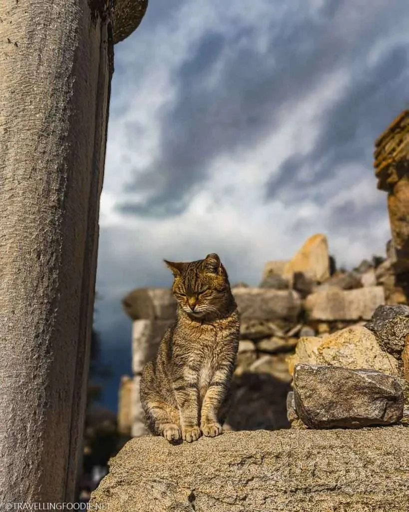 Turkish Cat at Efes Archeological Site in Turkey