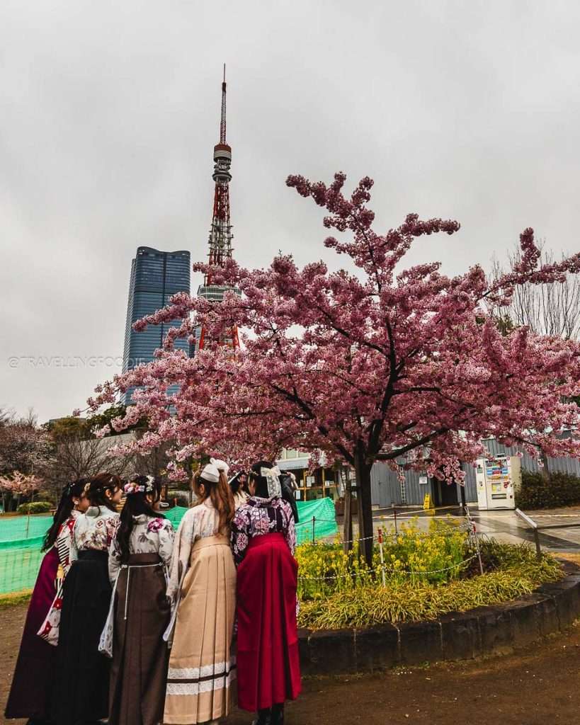 A group of Japanese ladies in kimono at sakura tree with backdrop of Tokyo Tower at Shiba Park