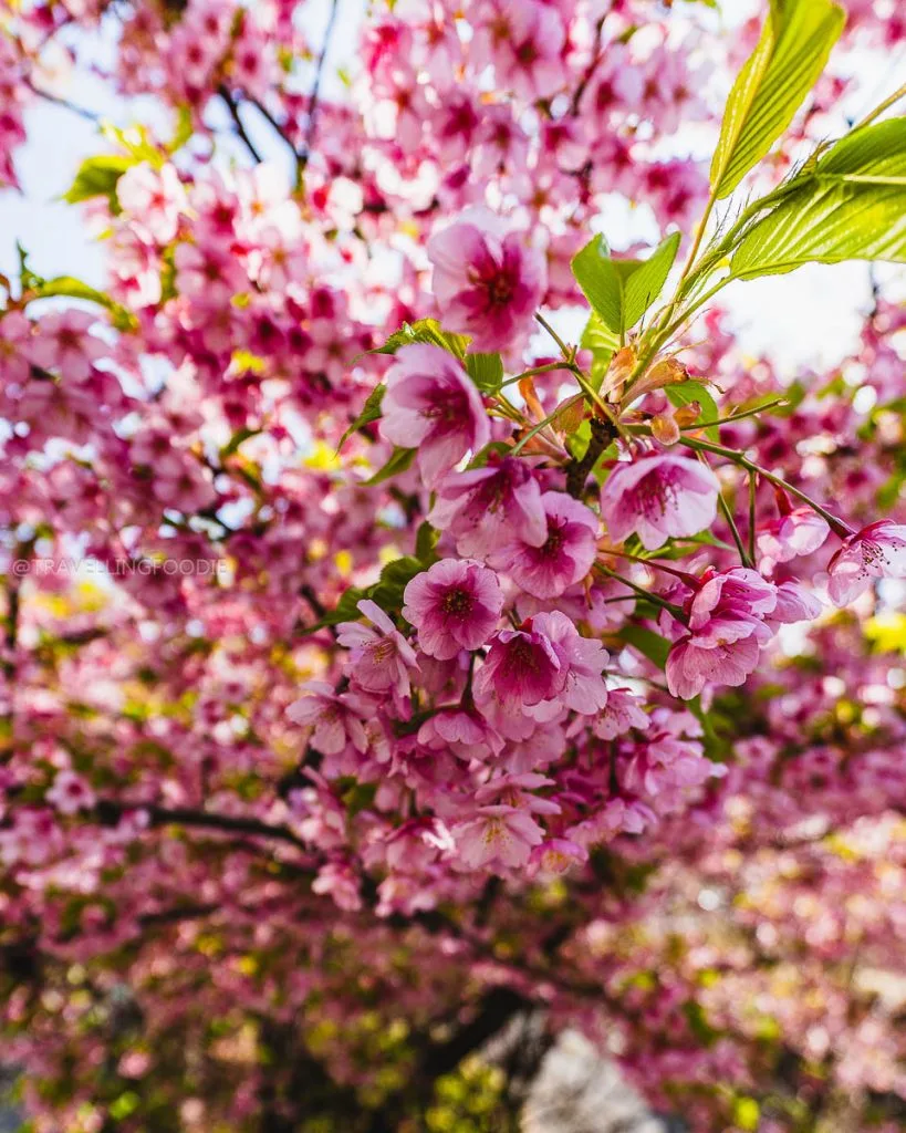 Best Cherry Blossoms in Tokyo at Shinjuku Central Park