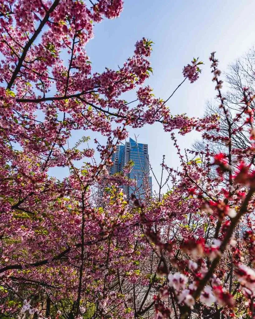 Cherry Blossoms at Shinjuku Chu Park in Tokyo