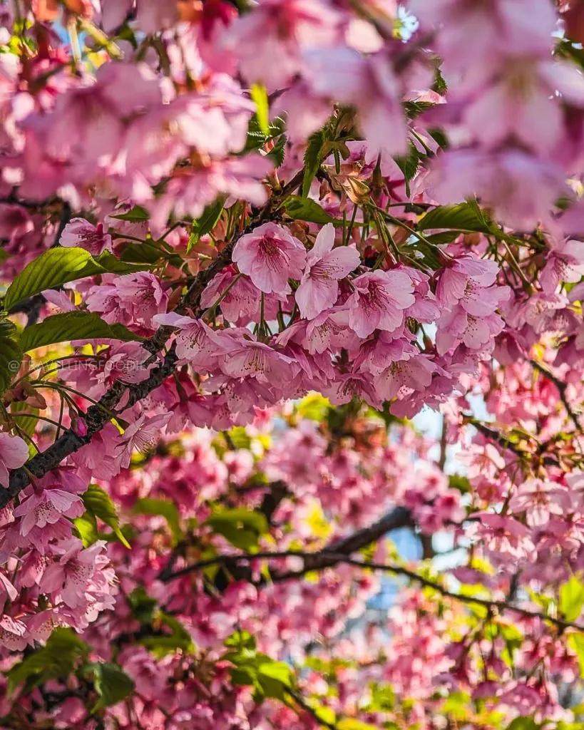 Best Cherry Blossoms in Tokyo at Shinjuku Chuo Park