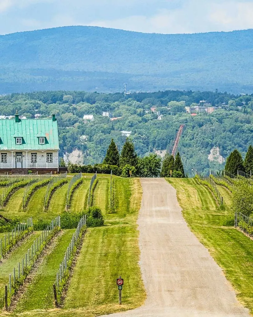 Vignoble Ste-Pétronille Vineyards in Île d'Orléans Quebec Foodie Road Trip