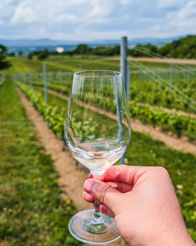 White Wine on Glass atthe Vignoble Ste-Pétronille Vineyards in Île d'Orléans - Quebec