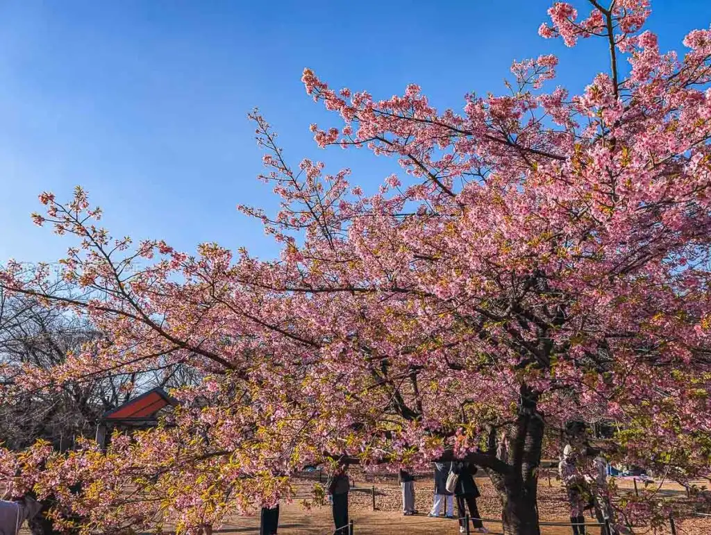 Yoyogi Park in Shibuya, one of the best cherry blossoms in Tokyo