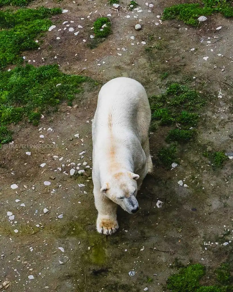 Polar Bear in one of the best zoos in Quebec, Zoo Sauvage de Saint-Félicien