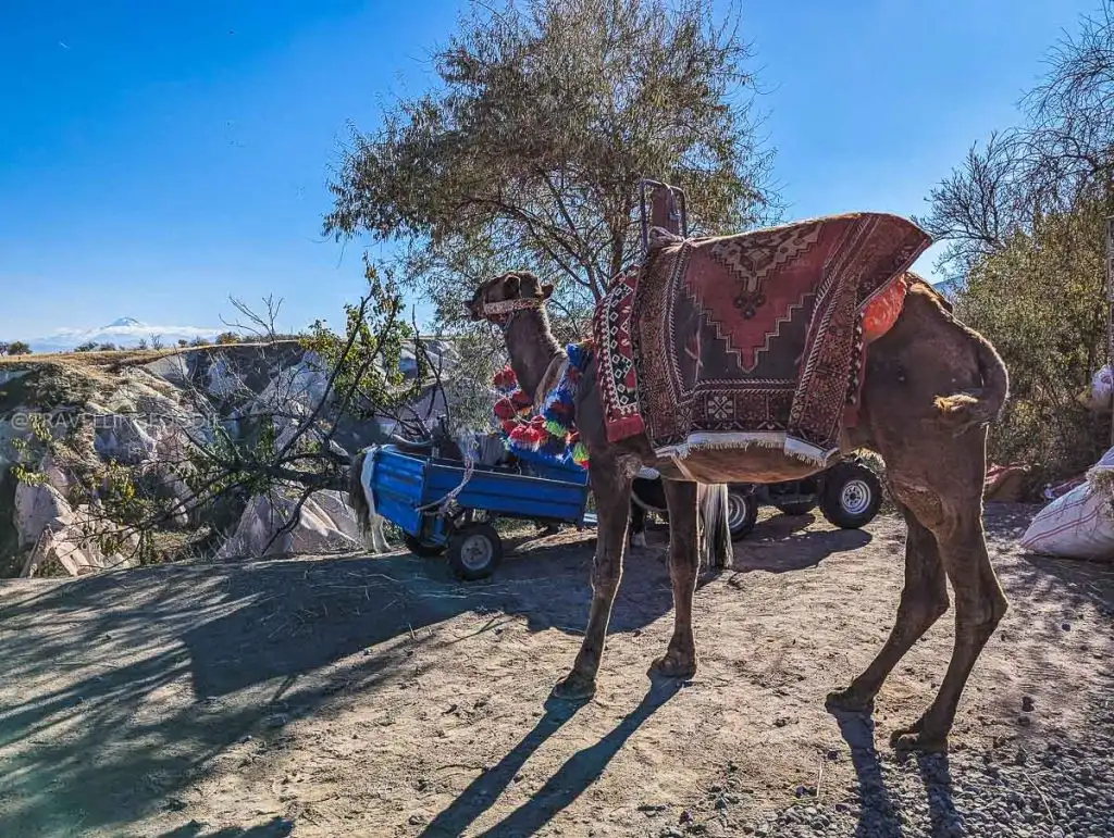 A decorated camel standing at the Pigeon Valley viewpoint, a popular photo spot in Cappadocia