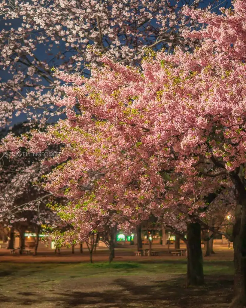 Colorful Sakura Trees at Inokashira Park in Tokyo, Japan near Ghibli Museum