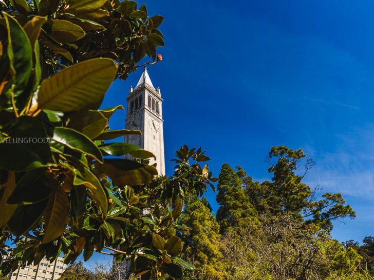 The iconic UC Berkeley Campanile framed by green trees, a scenic stop when exploring where to eat in Berkeley.