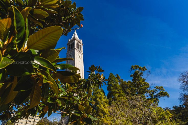 The iconic UC Berkeley Campanile framed by green trees, a scenic stop when exploring where to eat in Berkeley.