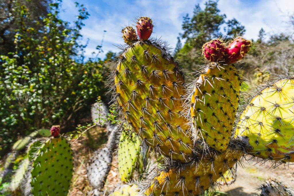 Prickly pear cactus at UC Berkeley Botanical Garden, exploring unique Berkeley culinary experiences.